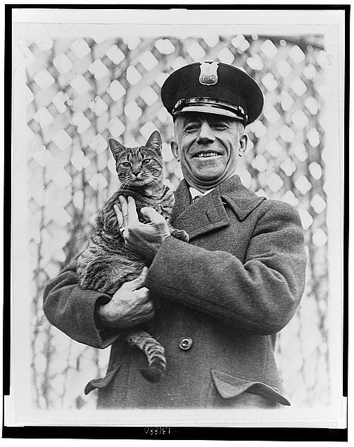 Tige the White House cat and pet of Mrs. Coolidge has been returned